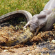 Illustration for article titled Its A Bad Week To Be a Crocodilian